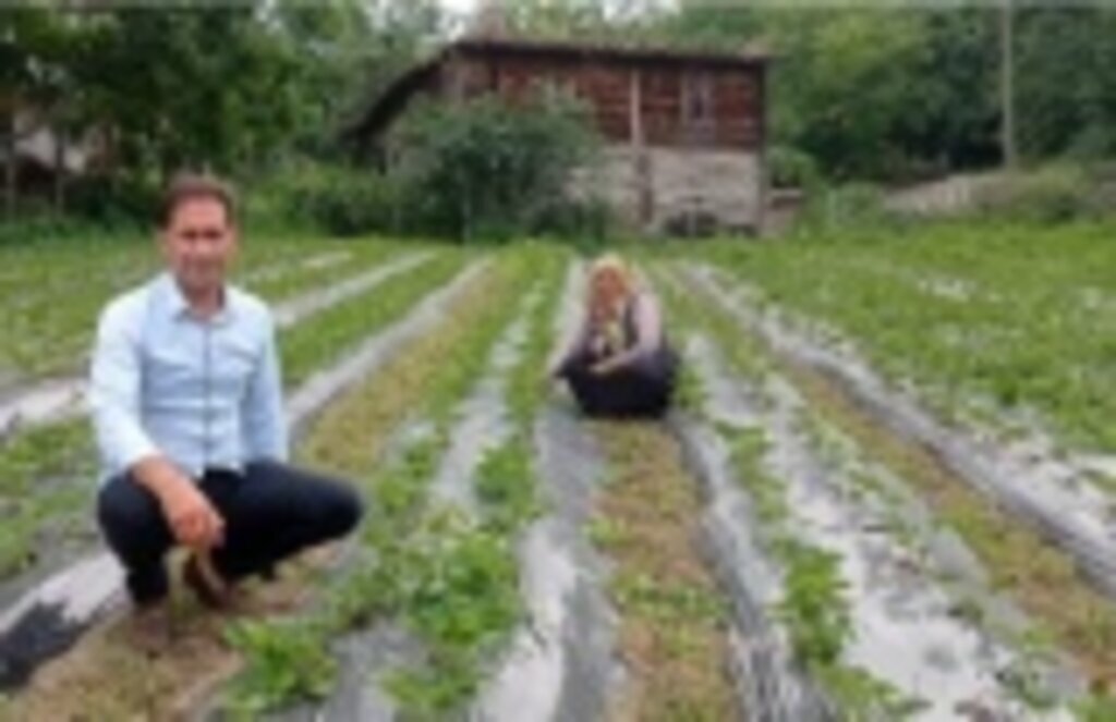 Samsun'da çilek üretimi yaygınlaşıyor