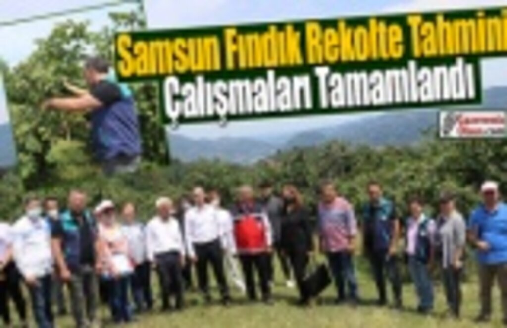 Samsun Fındık Rekolte Tahmini Çalışmaları Tamamlandı