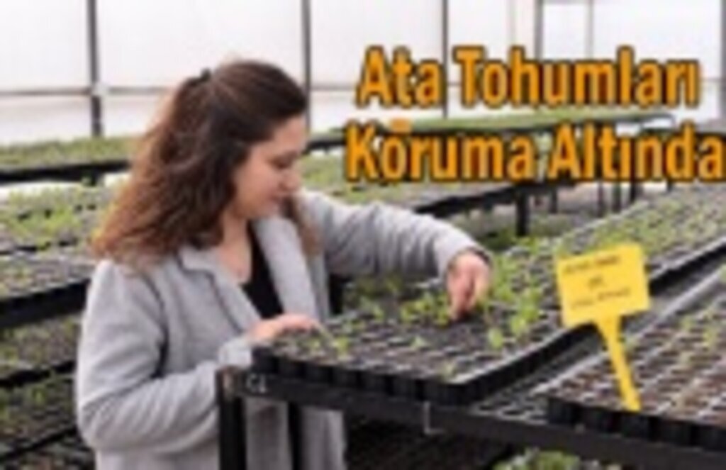 Ata Tohumları Honaz’da Koruma Altında - Ata Tohumları nedir?