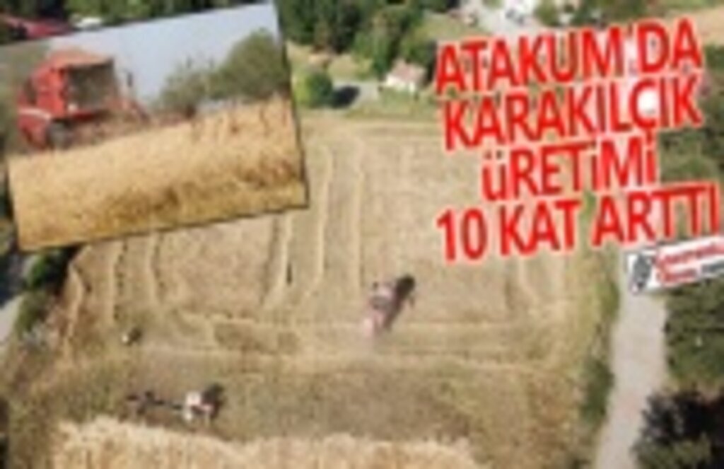 Atakum Belediyesi karakılçık üretimini 10 kat artırdı