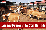 Jersey Projesinde Sona Gelindi