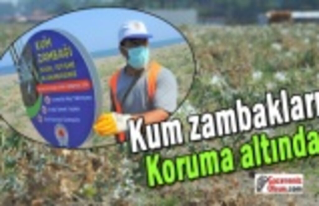 Kum zambakları koruma altında