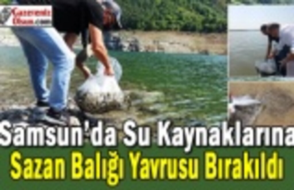 Samsun’da Su Kaynaklarına Sazan Balığı Yavrusu Bırakıldı