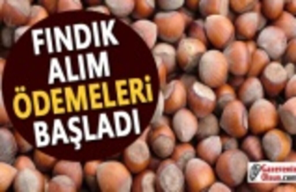 Ödemeler Başladı, Fındıklar Alınıyor