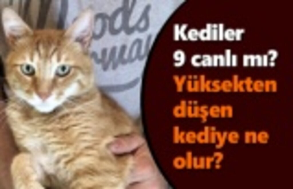 Kediler 9 canlı mı? Yüksekten düşen kedi!