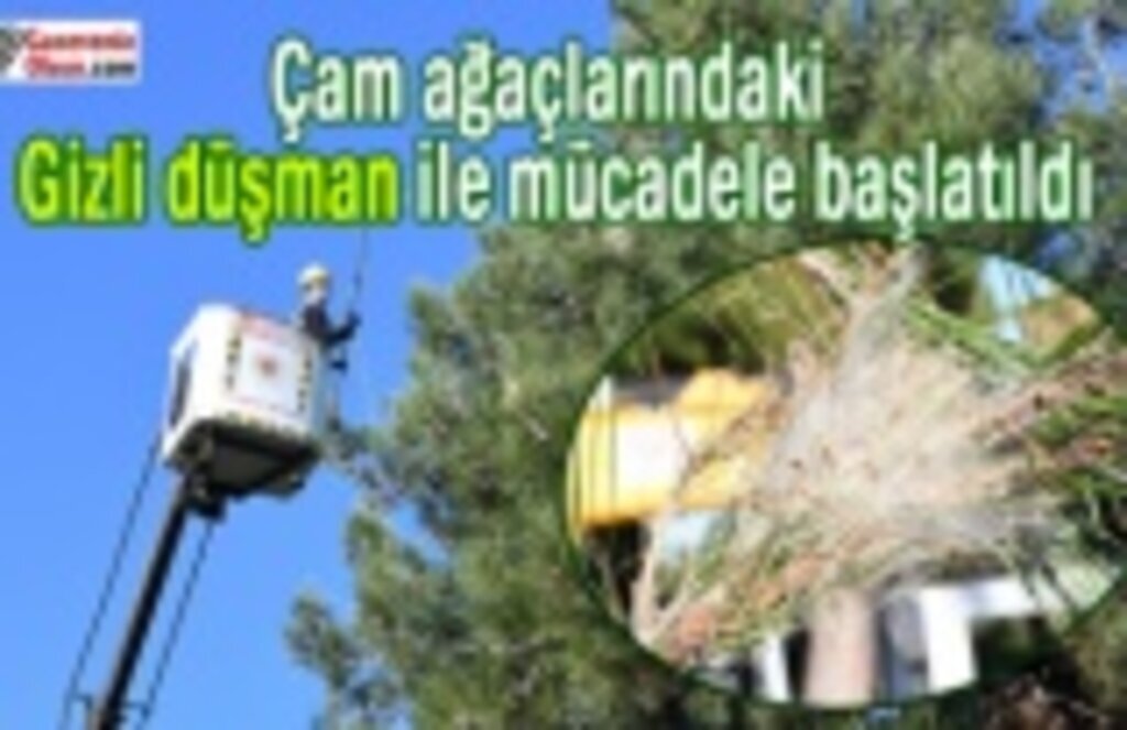 Çam ağaçlarındaki gizli düşman ile mücadele başlatıldı