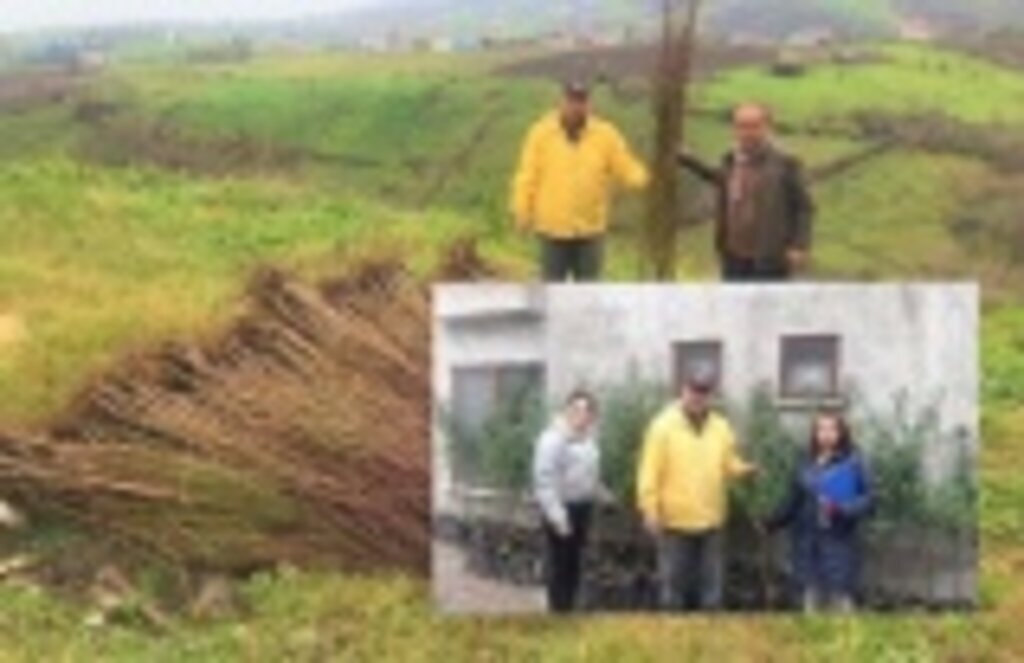 Samsun'da çiftçiye badem ve muşmula fidanı