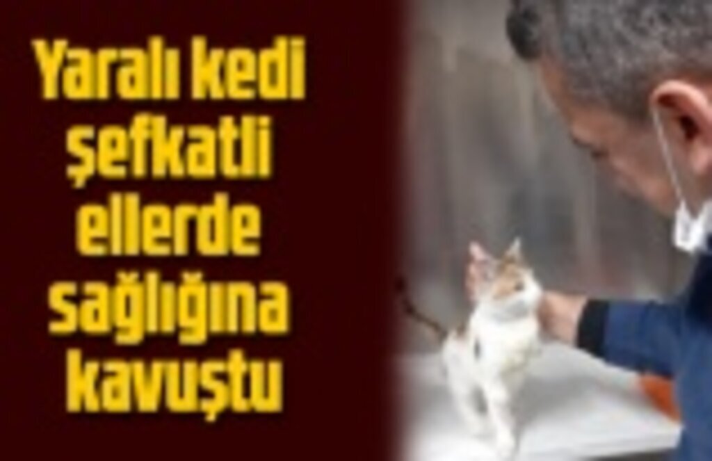 Bacağı kopmak üzere olan kedi ameliyat edildi!