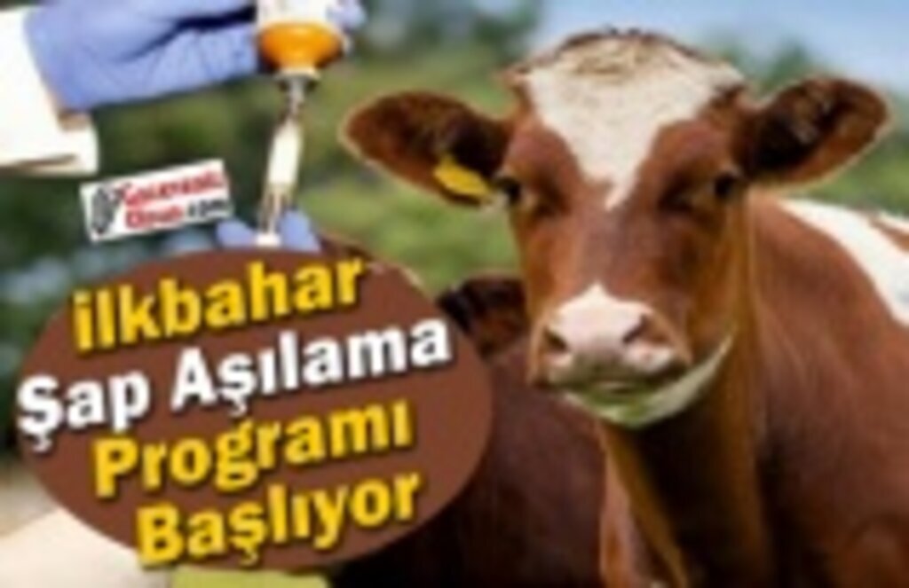 İlkbahar Şap Aşılama Programı Başlıyor