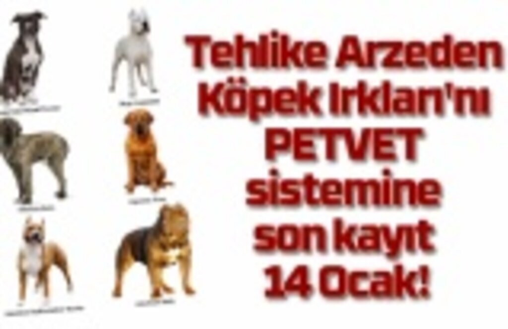 Tehlike Arzeden Köpek Irkları'nı PETVET sistemine kayıt açıklaması!
