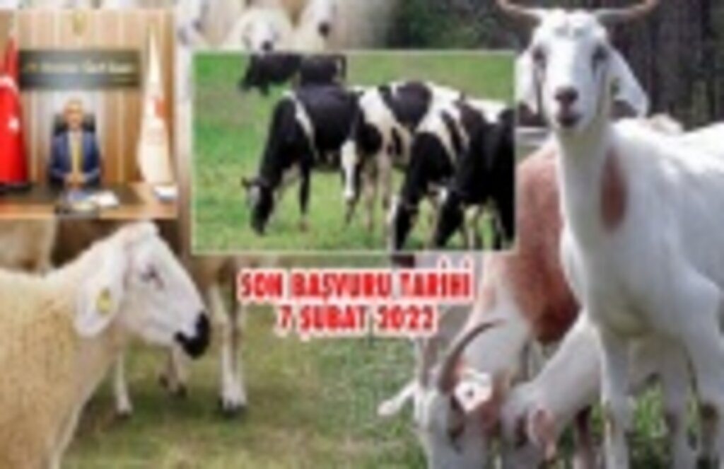 Besilik Erkek Sığır ve Anaç Koyun Keçi Desteklemeleri başvuru - Samsun Haber