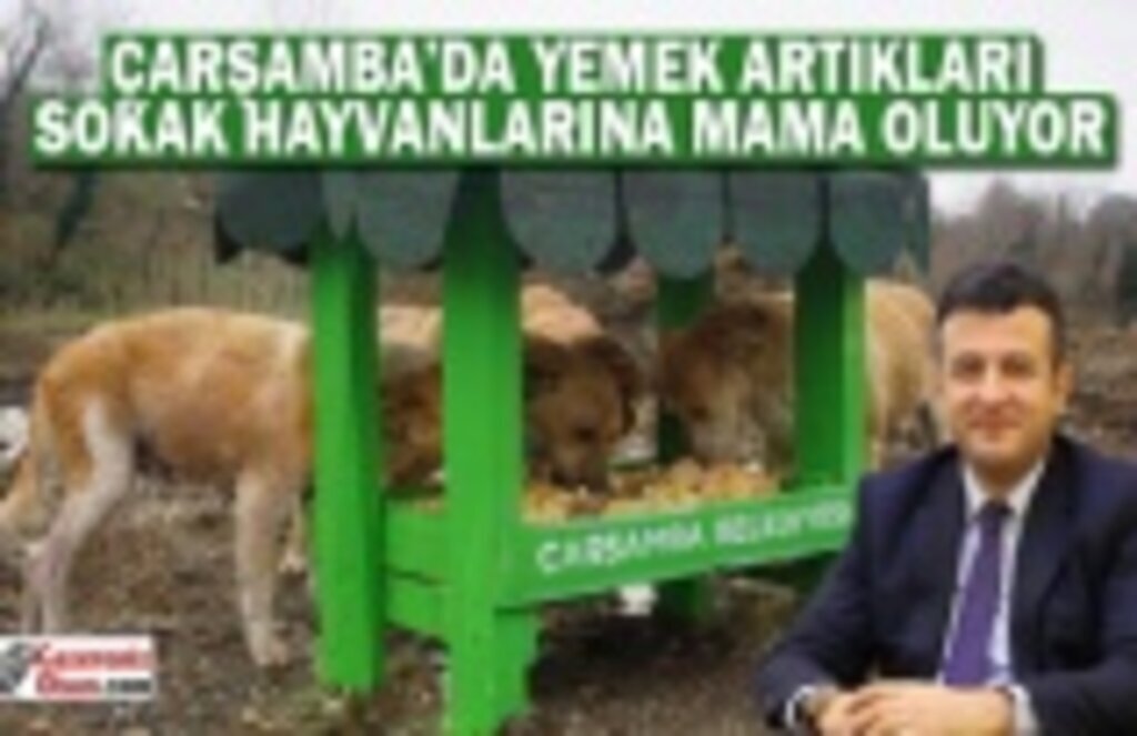 Çarşamba'da Yemek Artıkları Sokak Hayvanlarına Mama Oluyor