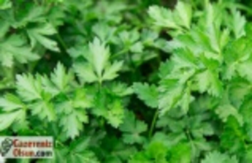 Maydanozun faydaları, Maydanoz hangi hastalıklara iyi gelir, Maydanoz suyu tarifi