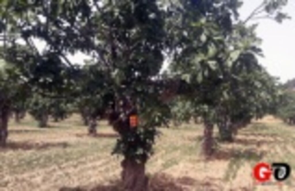 Egeli ihracatçılar üreticiye destek oluyor