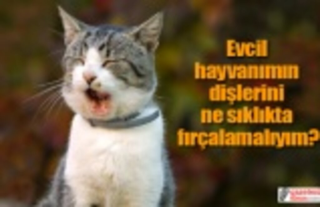 Evcil hayvanın dişleri fırçalanır mı? Kedi köpek diş bakımı