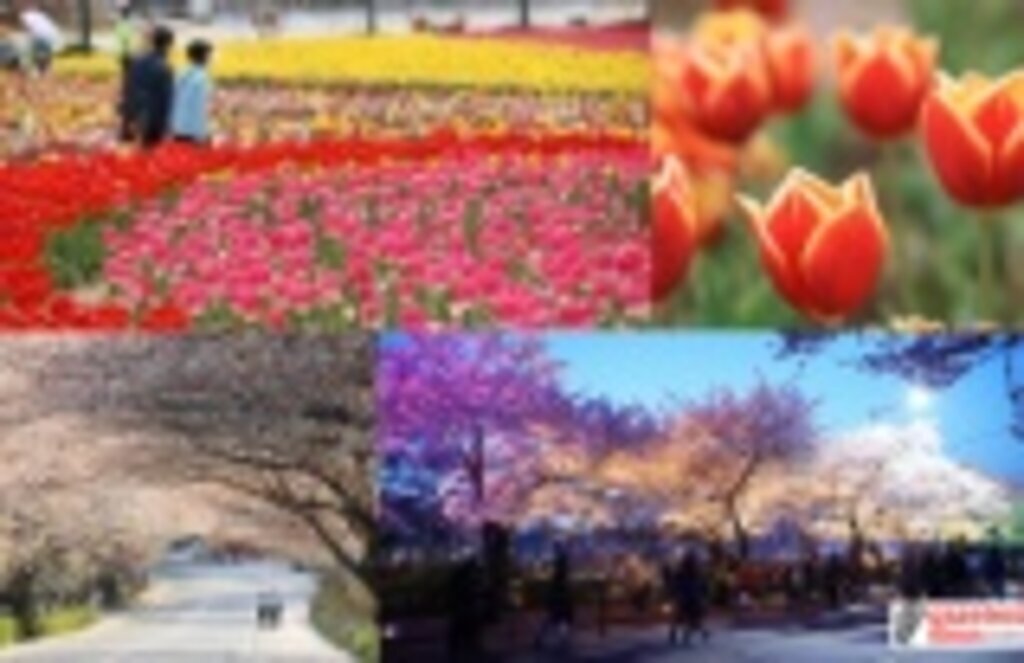 Güney Kore’de Çiçek Festivalleri Zamanı
