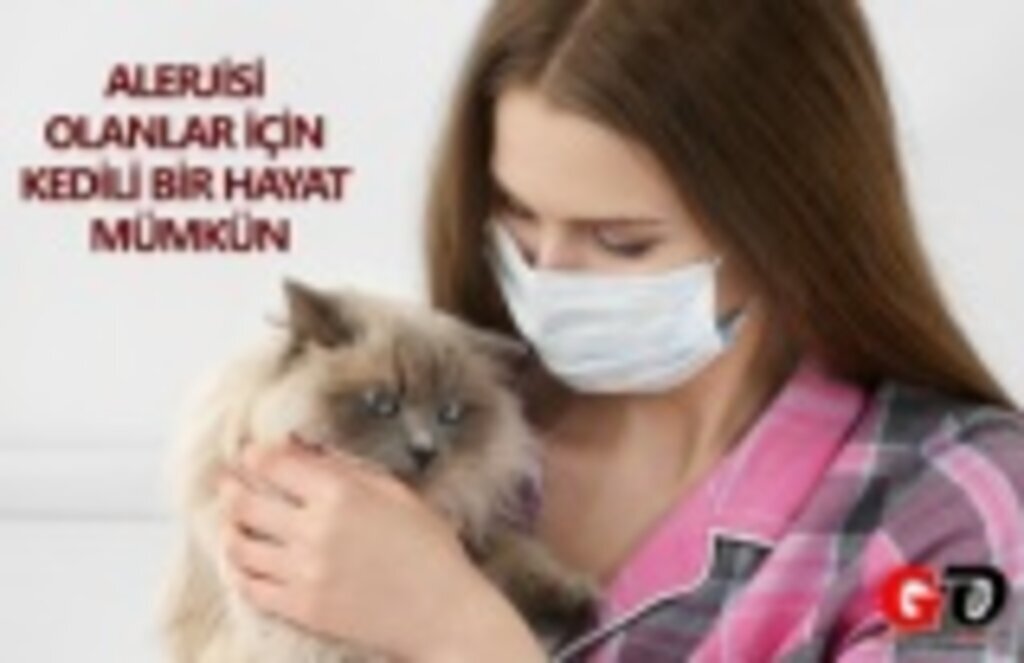 Kedi alerjisi nedir! Kedi alerjisi belirtileri! Kedi alerjisine ne iyi gelir!