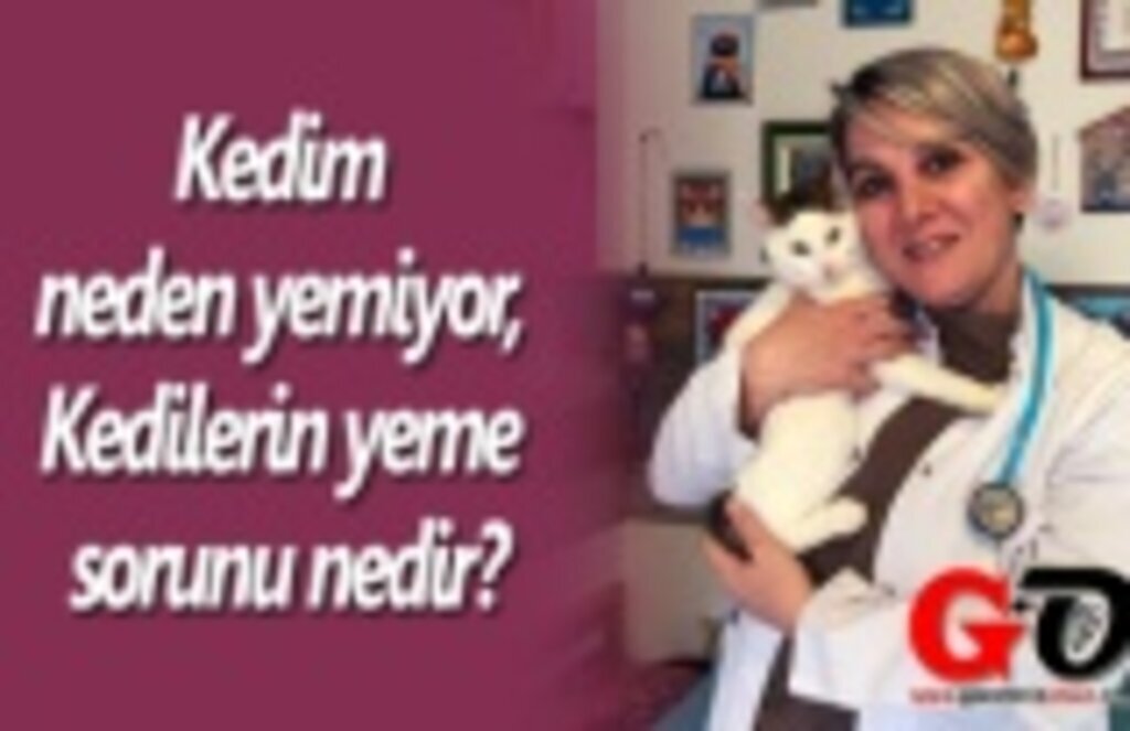 Kedim neden yemiyor, Kedilerin yeme sorunu nedir?