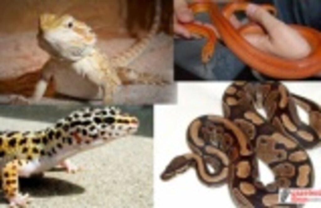 Egzotik hayvan tavsiyesi! Egzotik hayvan bakımı