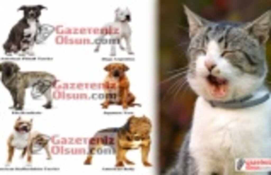 Ev ve Süs Hayvanları satışı yapanların dikkatine!