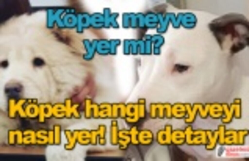 Köpek meyve yer mi? Köpek meyveyi nasıl yer!