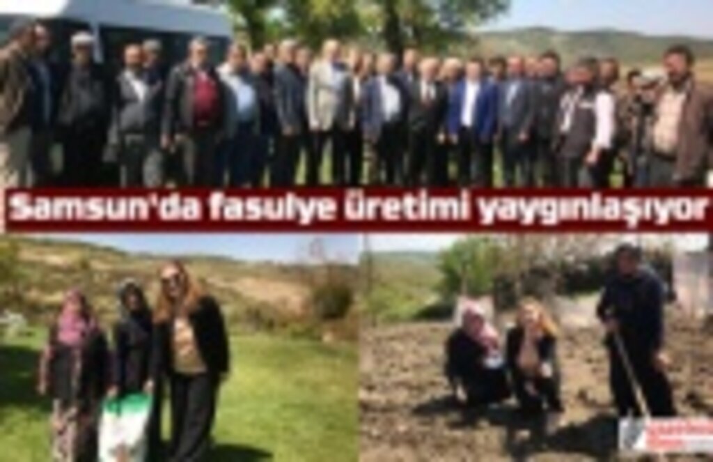 Fasulye üretimi yaygınlaşıyor! Samsun Haberleri