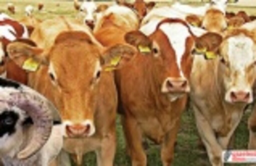 2022 vekalet kurban kesim bedeli ne kadar?