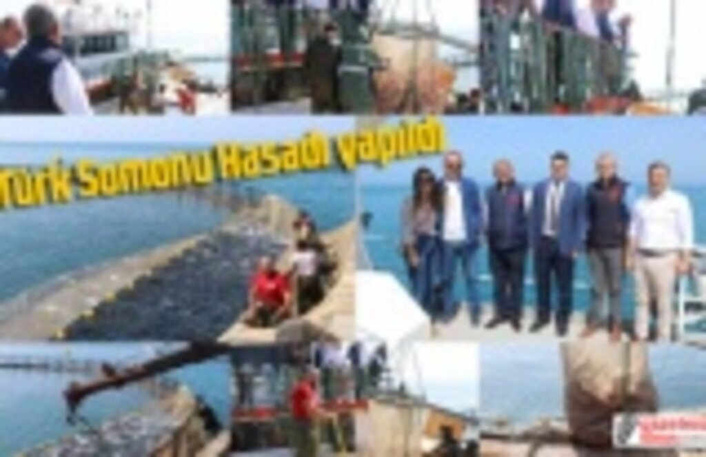 Türk Somonu Hasadı yapıldı! Samsun Haber