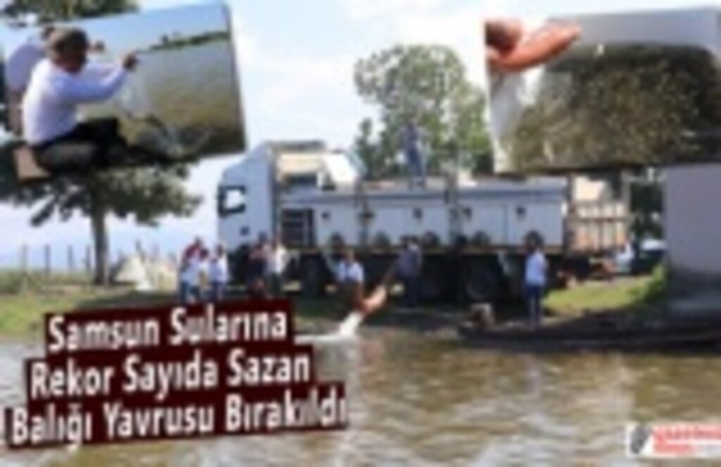 Samsun Sularına Rekor Sayıda Sazan Balığı Yavrusu Bırakıldı