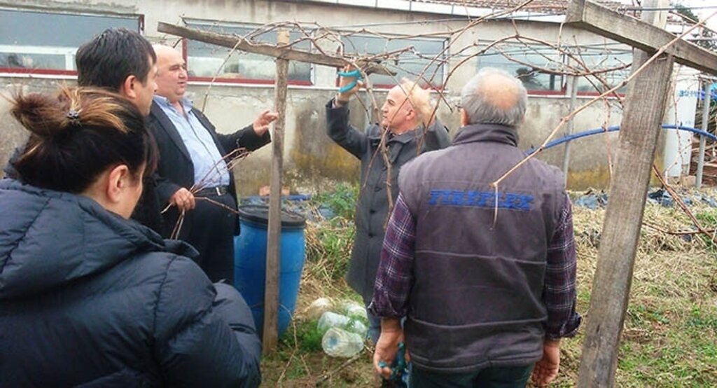 300 adet bağ omçasında 2016 yılı kış budaması gerçekleştirildi