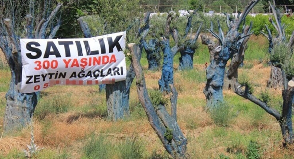 300 yıllık zeytin ağaçları 5 bin liraya alıcı buluyor