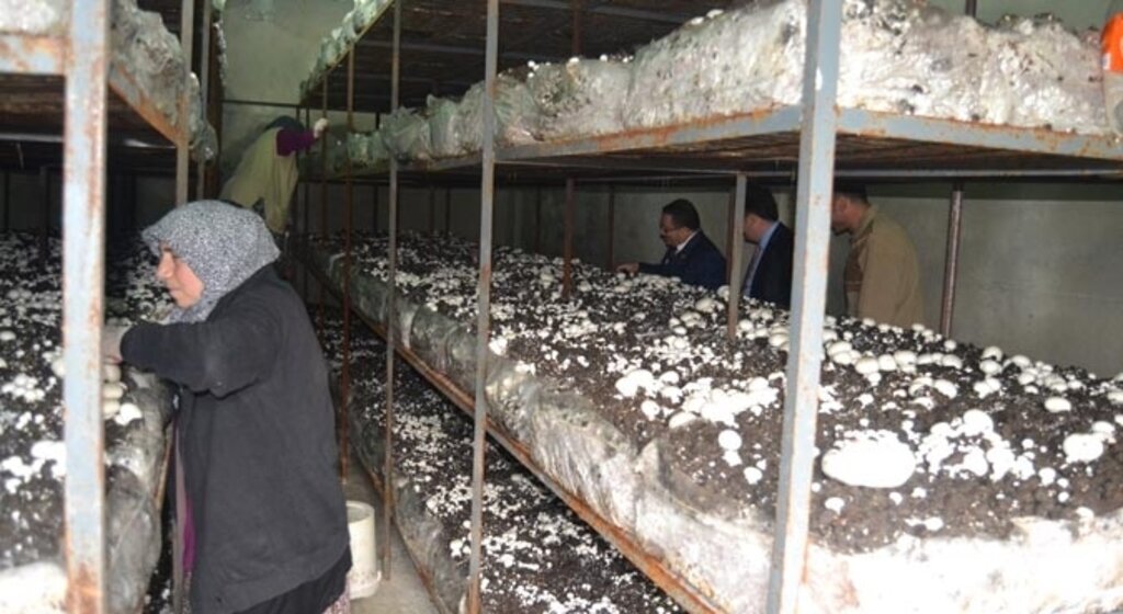 Ahırda kültür mantarı üretti