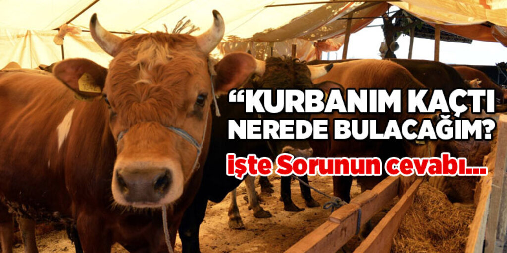 Alo 181 çağrı merkezine kurbanlık soruları