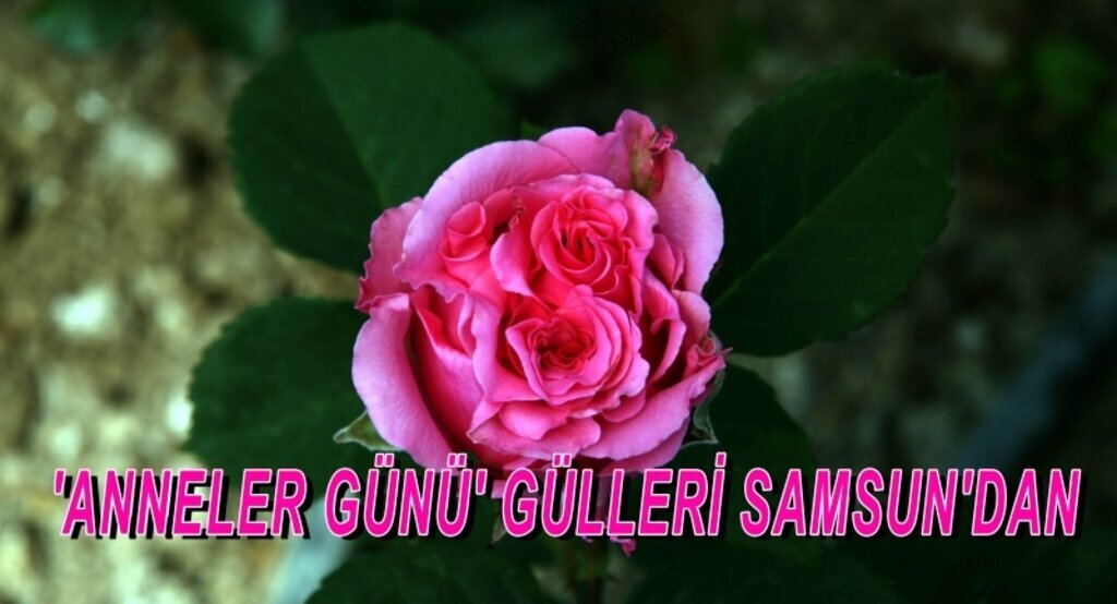 'Anneler Günü' gülleri Samsun'dan