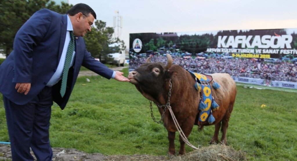 Artvin'e boğalı tanıtım