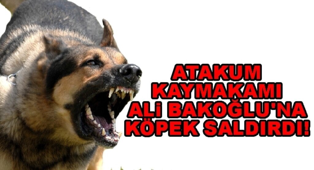 Atakum Kaymakamı Ali Bakoğulu'na köpek saldırdı