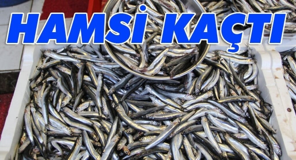 Avcı baskısı hamsiyi Gürcistan'a kaçırdı