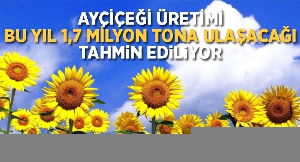 Ayçiçeği üretimin bu yıl 1,7 milyon tona yaklaşacağı tahmin ediliyor