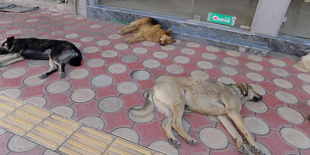 Bafra kaldırımlarında köpeklerin yaz uykusu