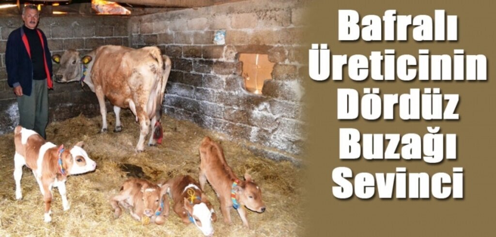 Bafra'da Montofon ırkı inek dördüz doğurdu
