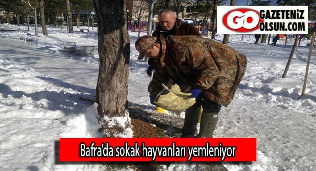 Bafra’da sokak hayvanları yemleniyor