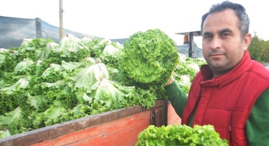 Bafra'da yerli kıvırcık marul üretimi