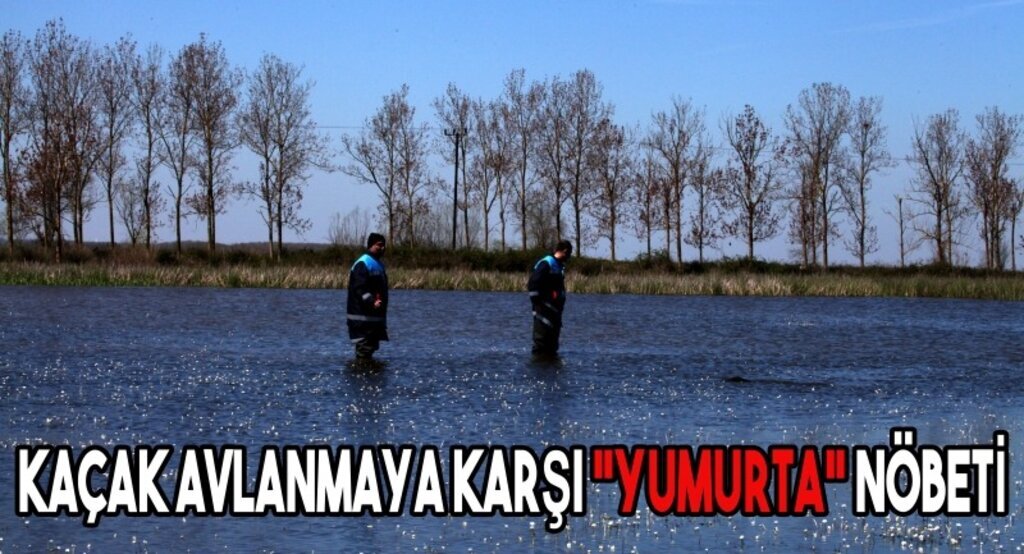 Balık gönüllüleri 'yumurta' nöbetinde