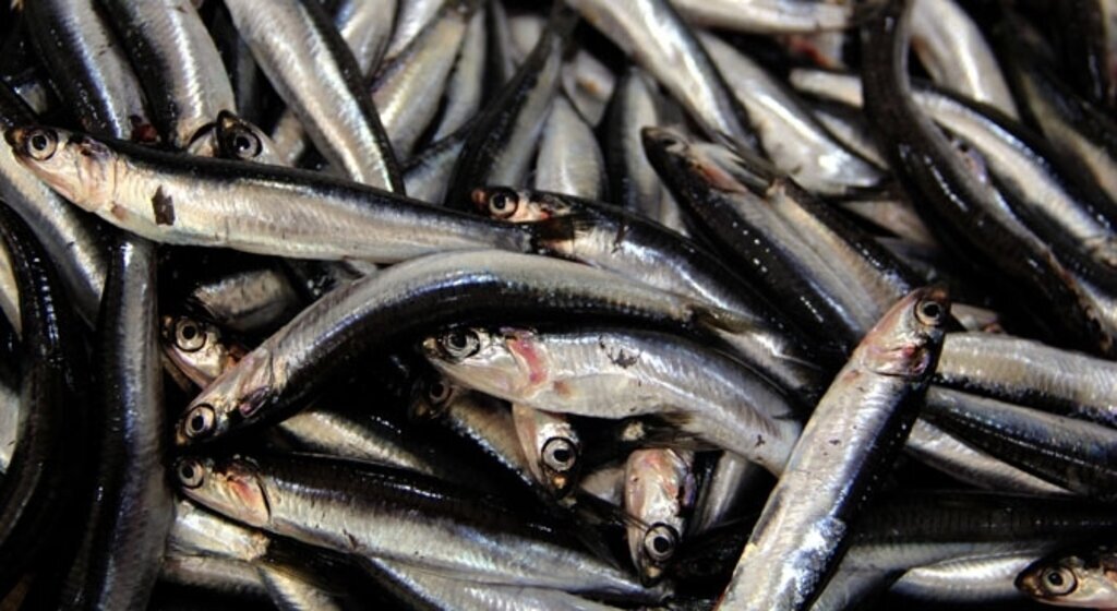 Balıkçıların hamsi avında beklentisi düşük