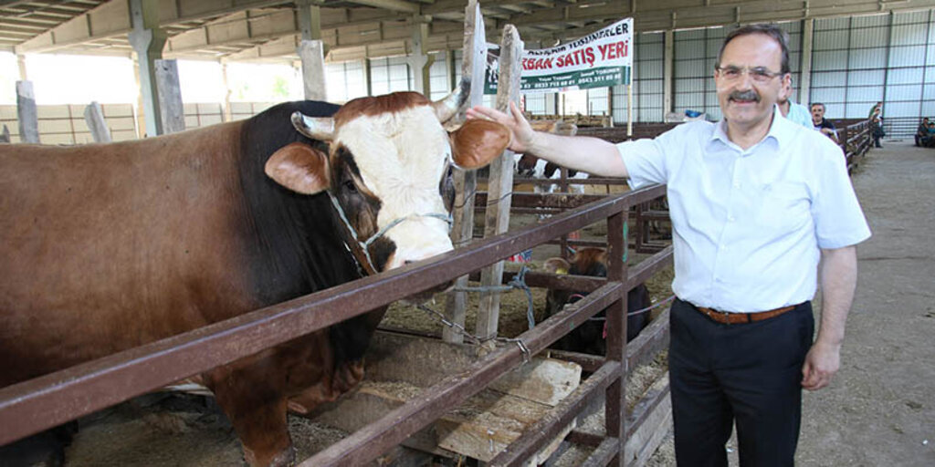 Başkan Şahin Canlı Hayvan Pazarında İncelemelerde Bulundu