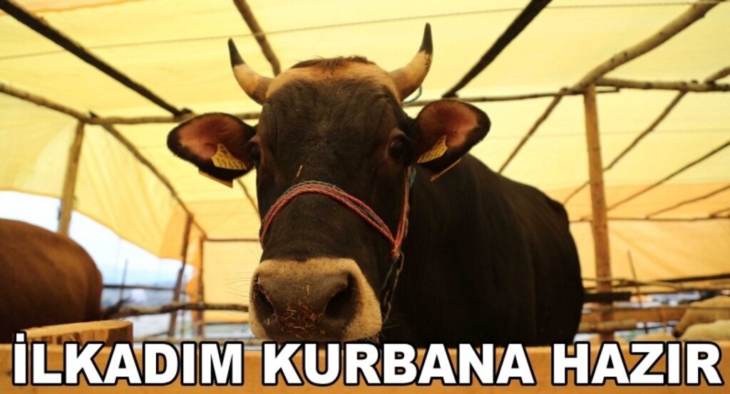 Başkan Tok kurban pazarını gezdi