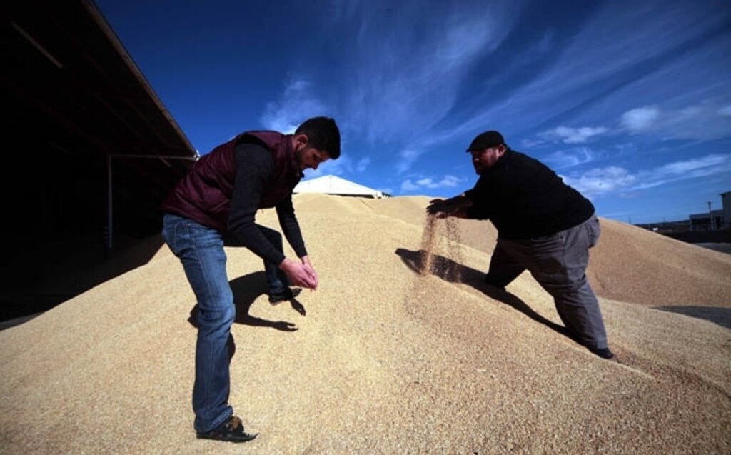 Bataklıktan sofraya pirincin yolculuğu