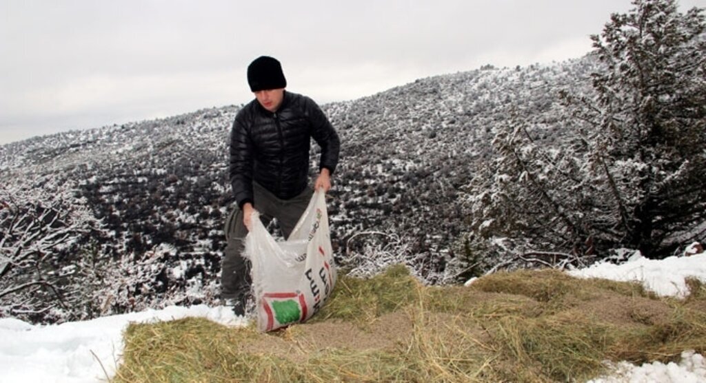 Bolu'da yabani hayvanlar için yem bırakıldı