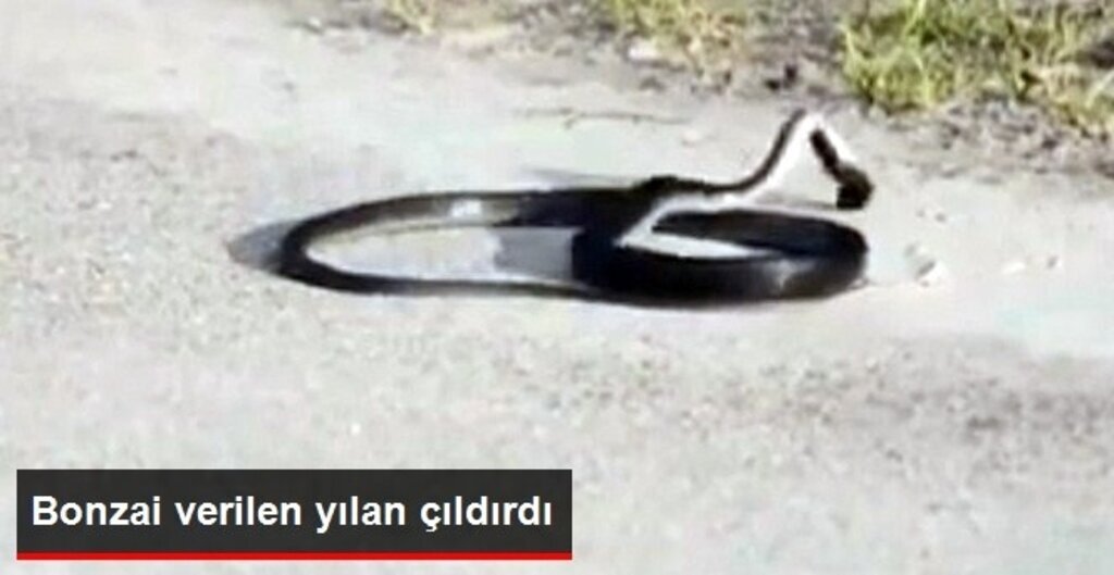 Bonzai Verilen Yılan Kendini Yerden Yere Vurdu