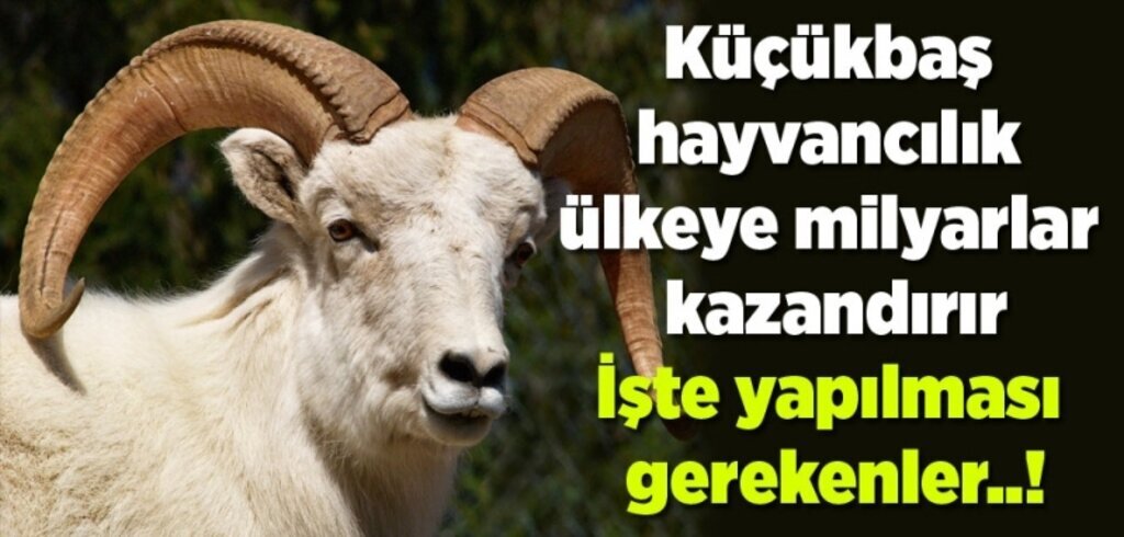 Buğday ile koyun, gerisi oyun! Ziraat Odası'ndan önemli açıklamalar...